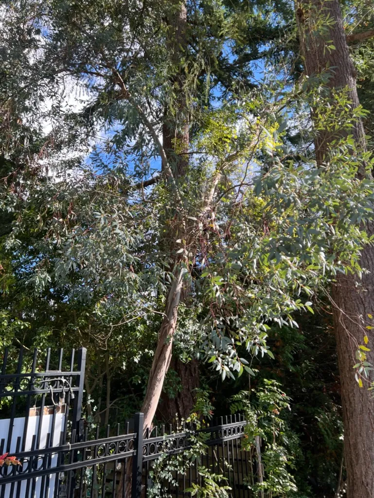 Eucalyptus spp., eucalyptus