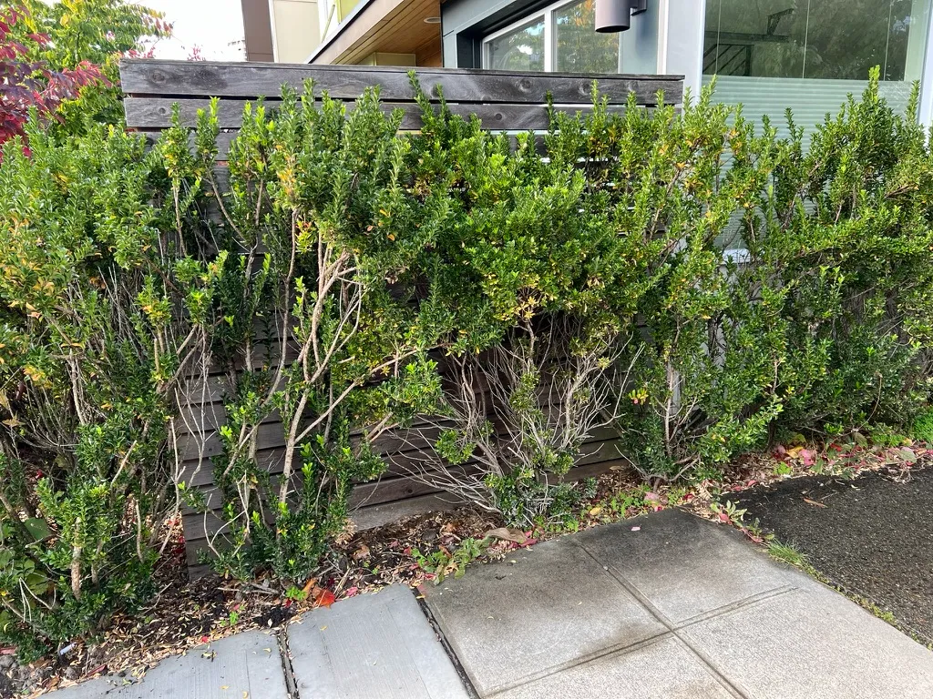 Euonymus japonicus, Japanese Euonymus