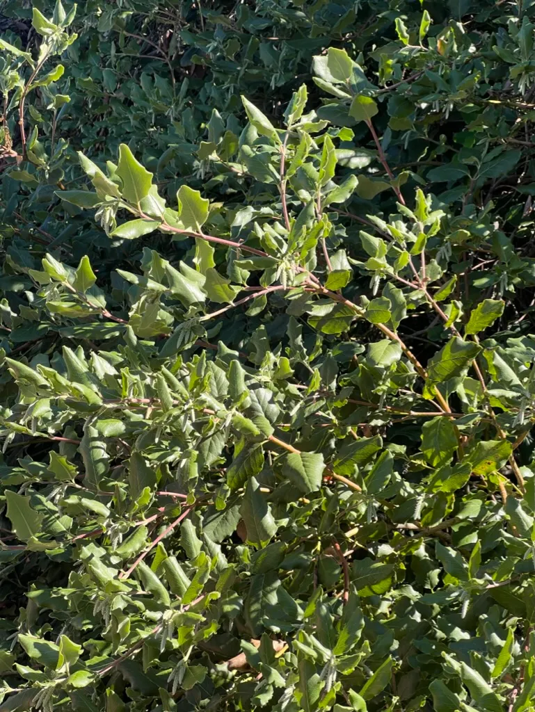 Garrya elliptica, coast silktassel