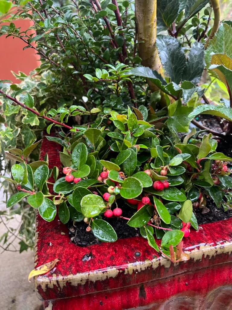 Gaultheria procumbens, wintergreen