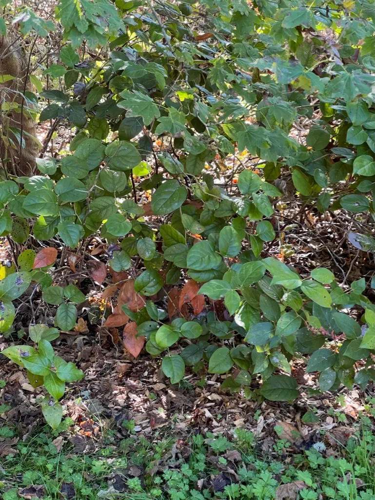 Gaultheria shallon, salal