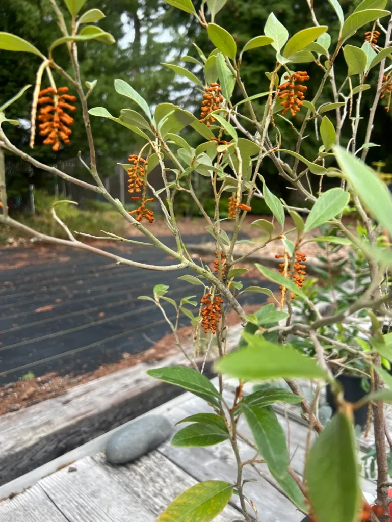 Grevillea victoriae, Royal Grevillea