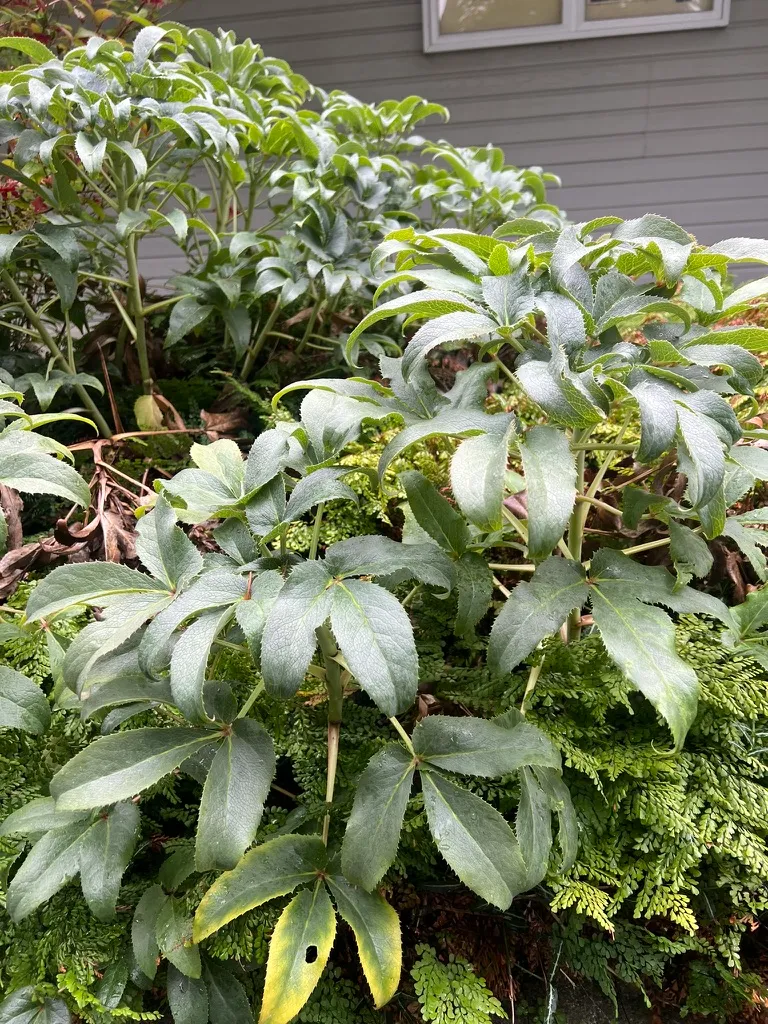 Helleborus argutifolius, Corsican hellebore