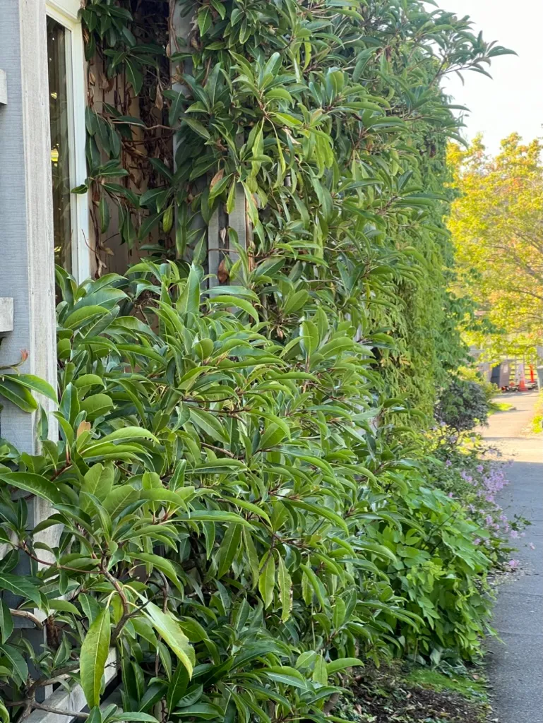 Hydrangea integrifolia, evergreen climbing hydrangea