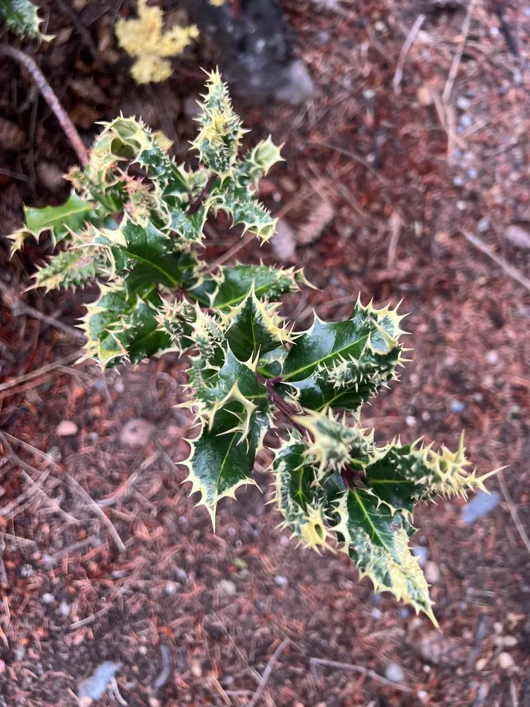 Ilex aquifolium 'Ferox Argentea', variegated porcupine holly