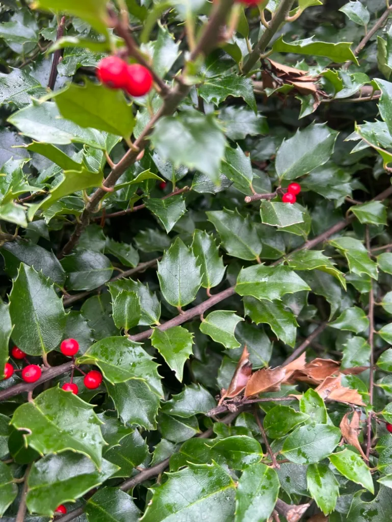 Ilex x meserveae, blue-leaved hybrid holly