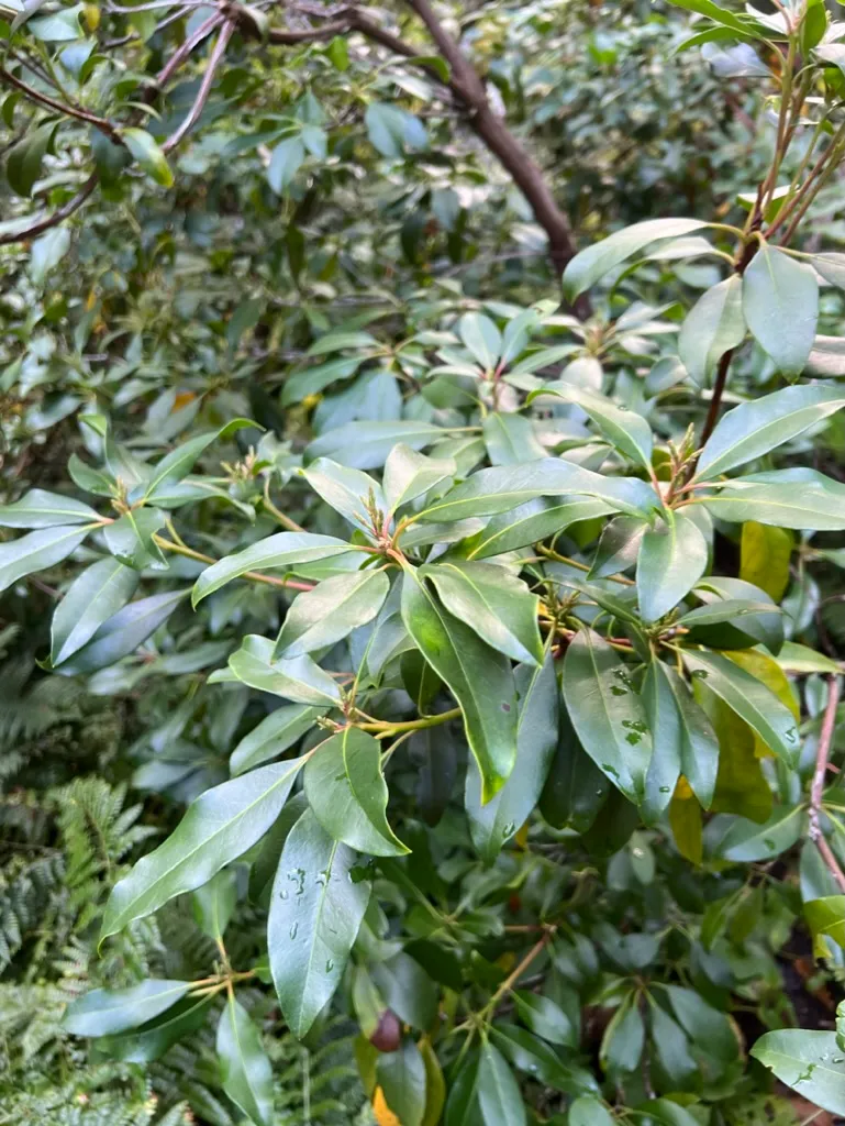 Kalmia latifolia, mountain laurel