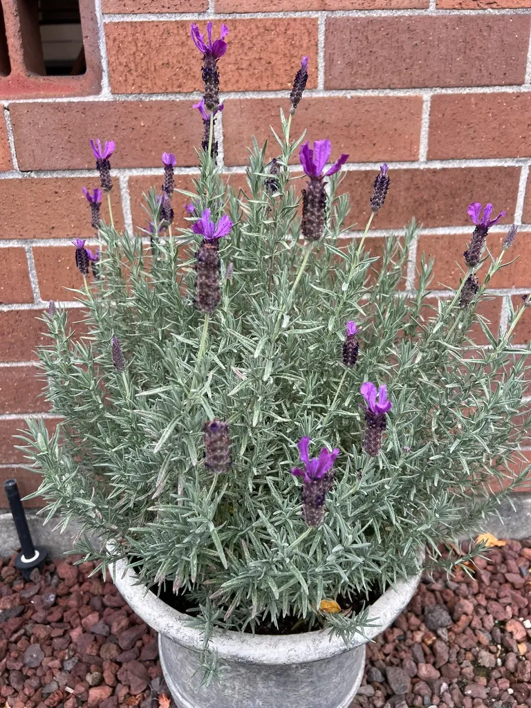 Lavandula stoechas, Spanish lavender