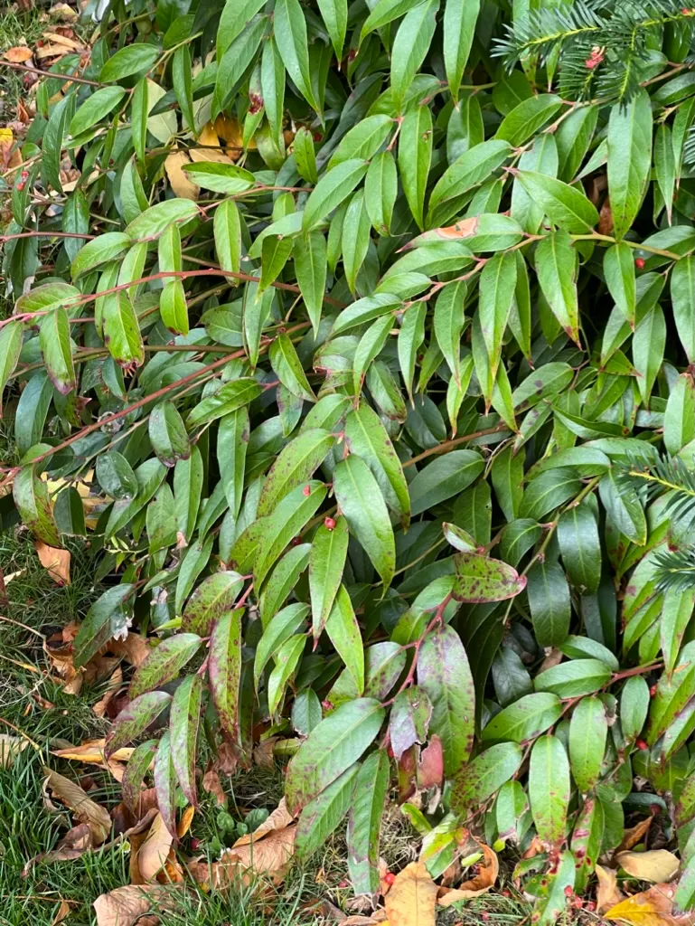 Leucothoë axillaris, drooping leucothoe