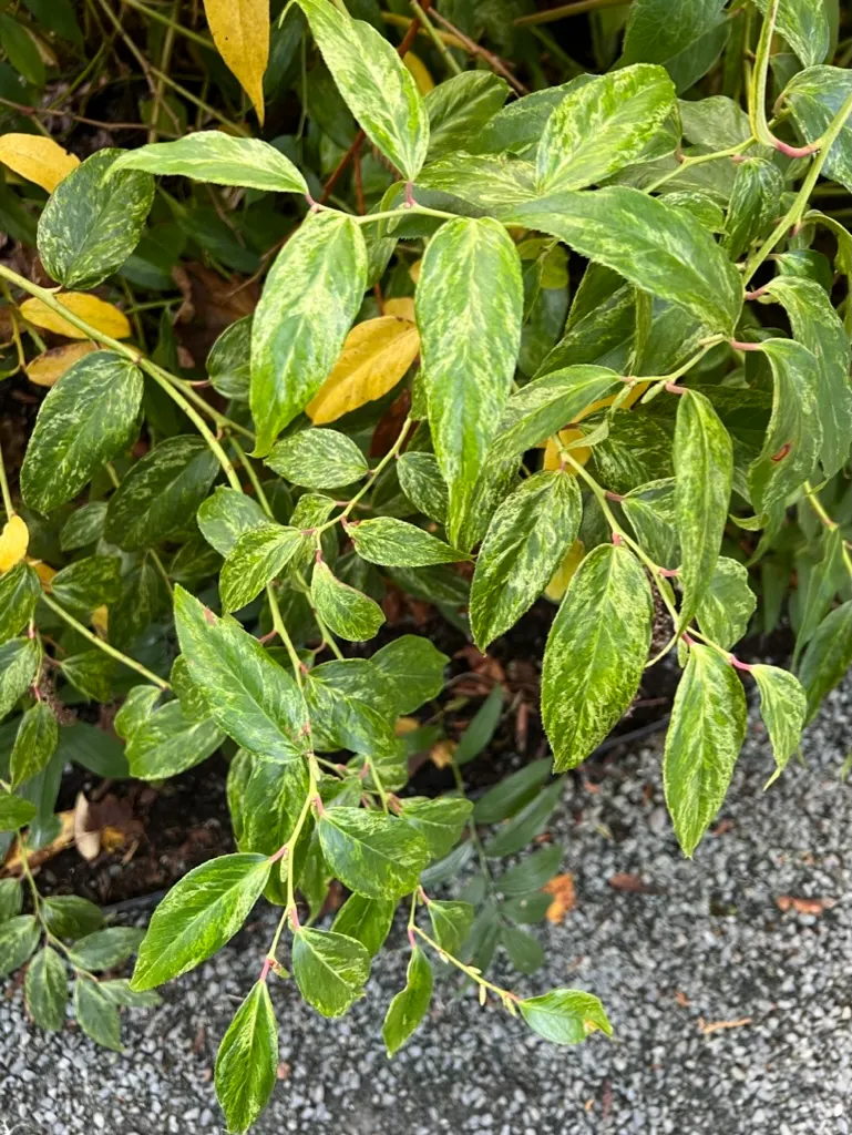 Leucothoë fontanesiana 'Girard's Rainbow', Rainbow leucothoe