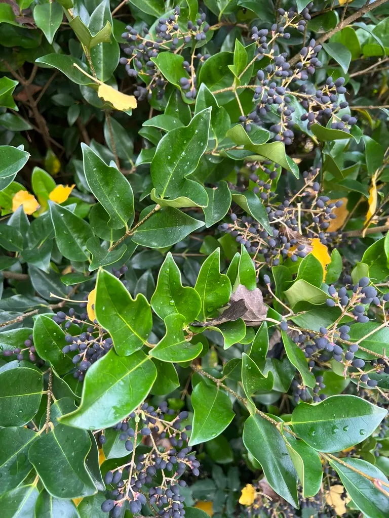 Ligustrum japonicum 'Texanum', waxleaf privot