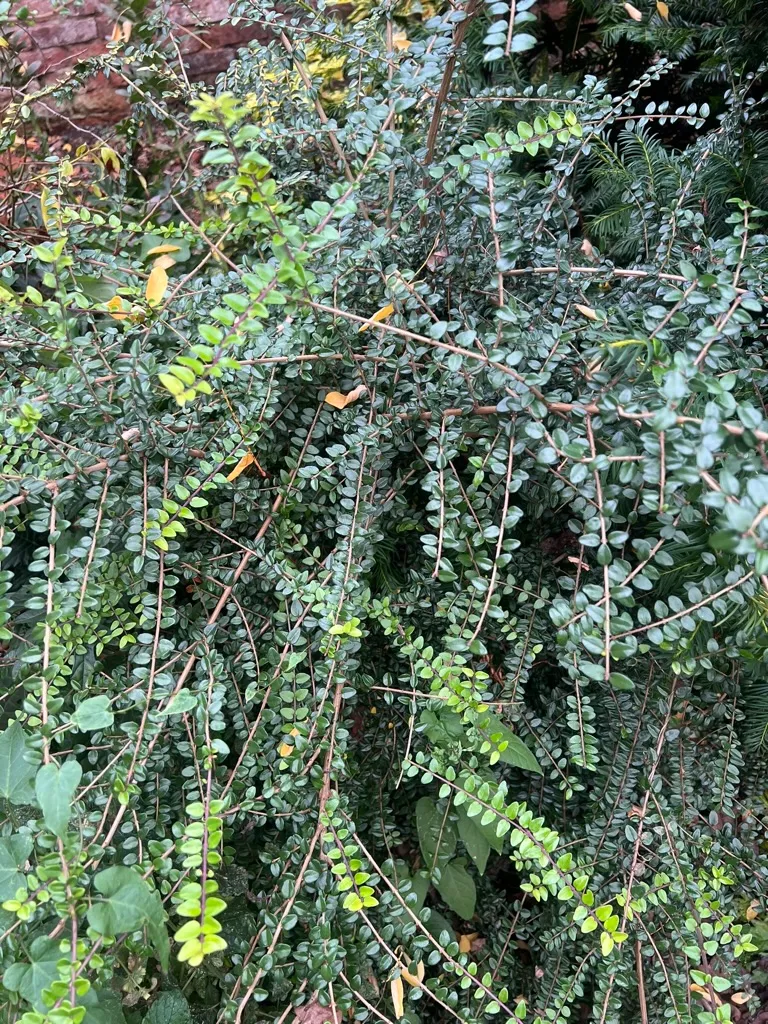 Lonicera ligustrina var. yunnanensis, box honeysuckle