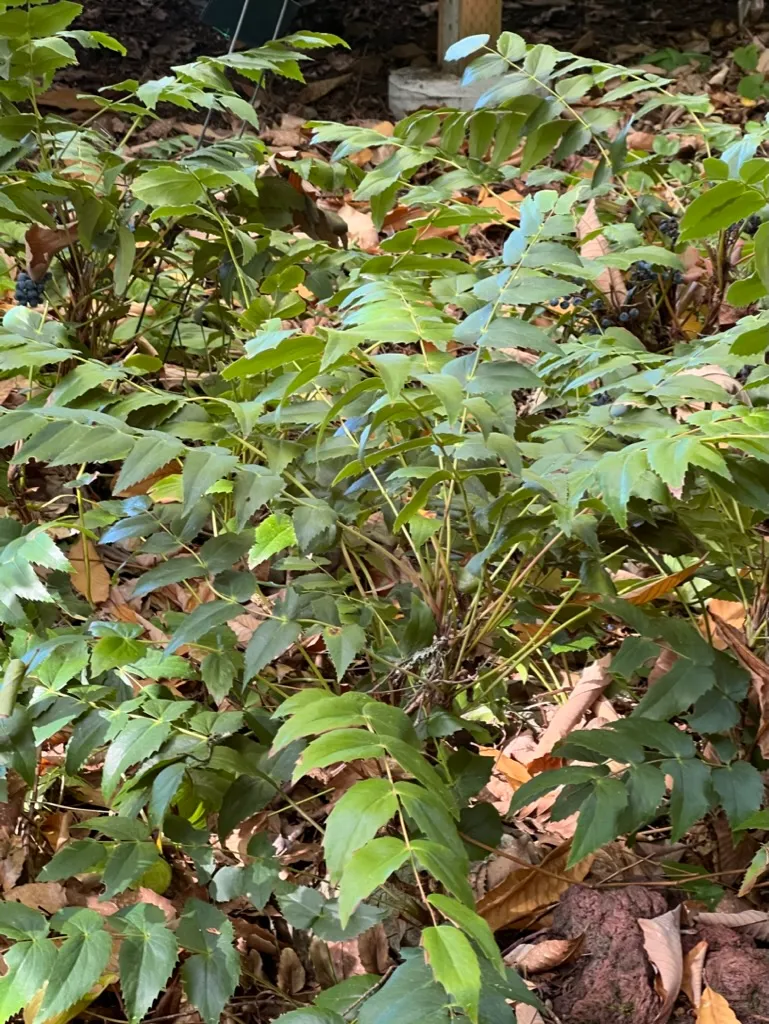 Mahonia nervosa, dwarf Oregon grape