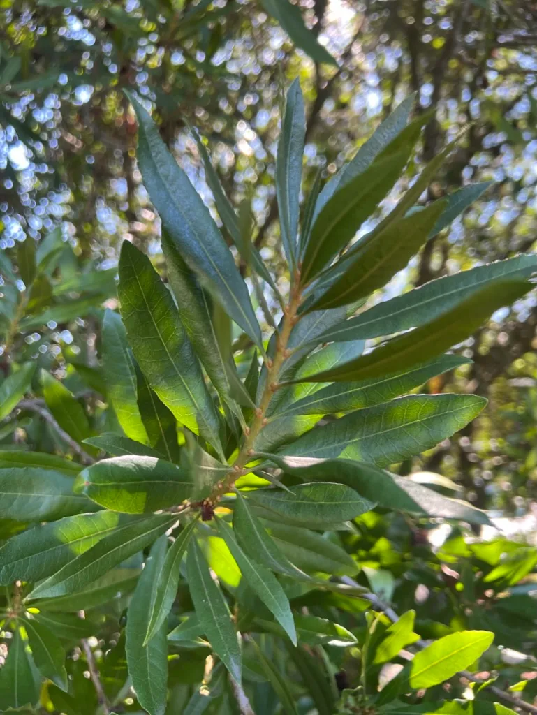 Morella californica, California wax myrtle