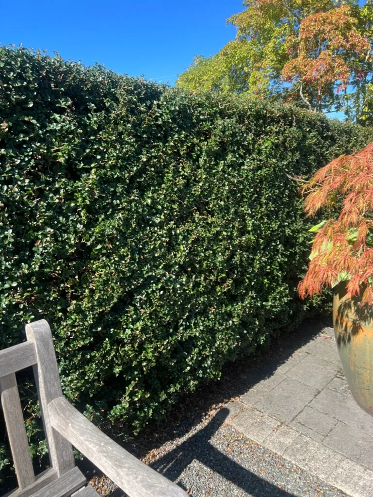 Osmanthus delavayi, Delavay osmanthus