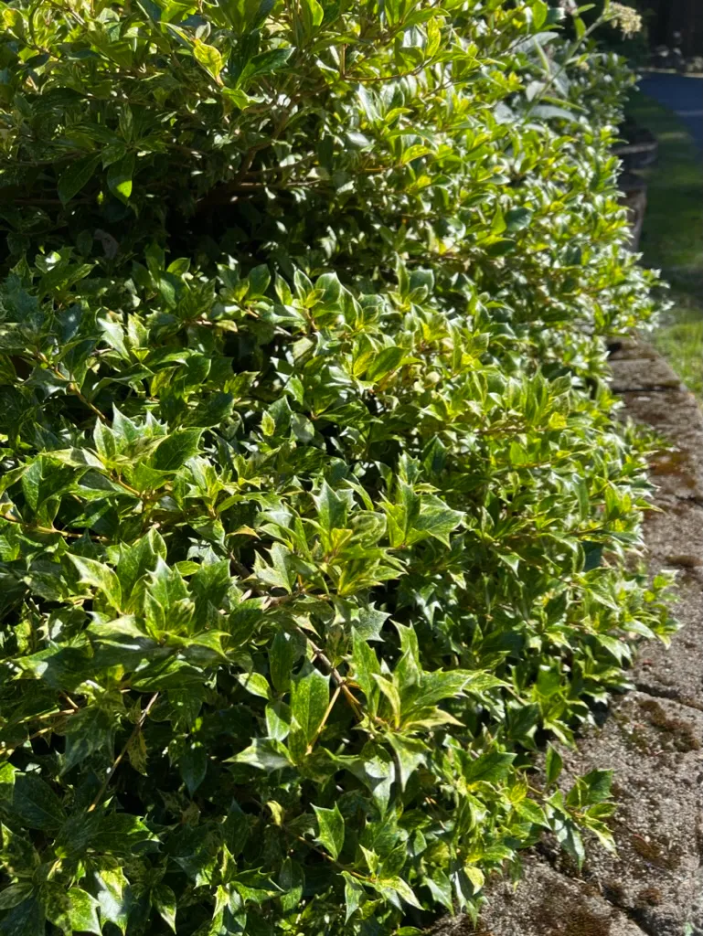 Osmanthus heterophyllus 'Goshiki', Goshiki holly-leaf osmanthus