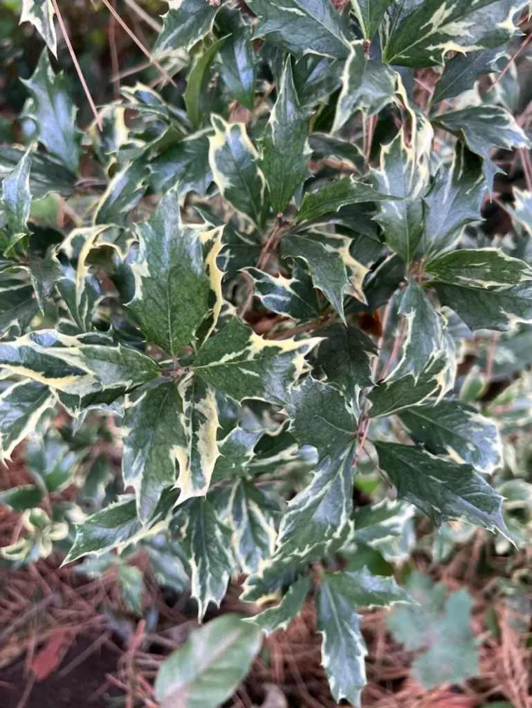 Osmanthus heterophyllus 'Variegatus', Variegated holly osmanthus