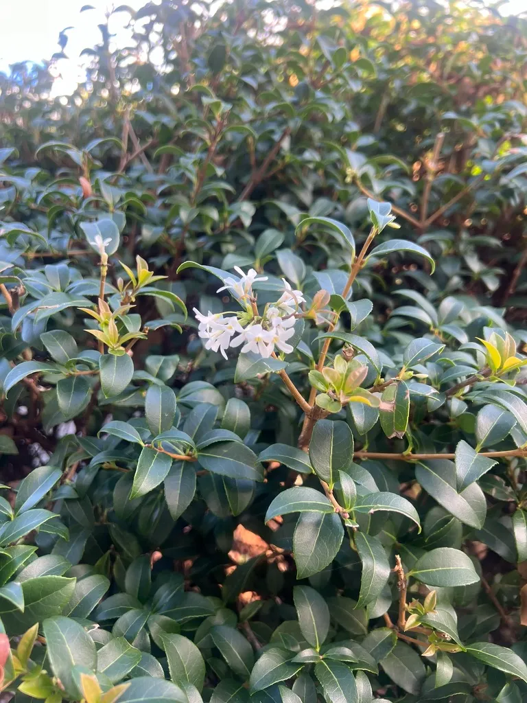 Osmanthus x burkwoodii, Burkwood osmanthus