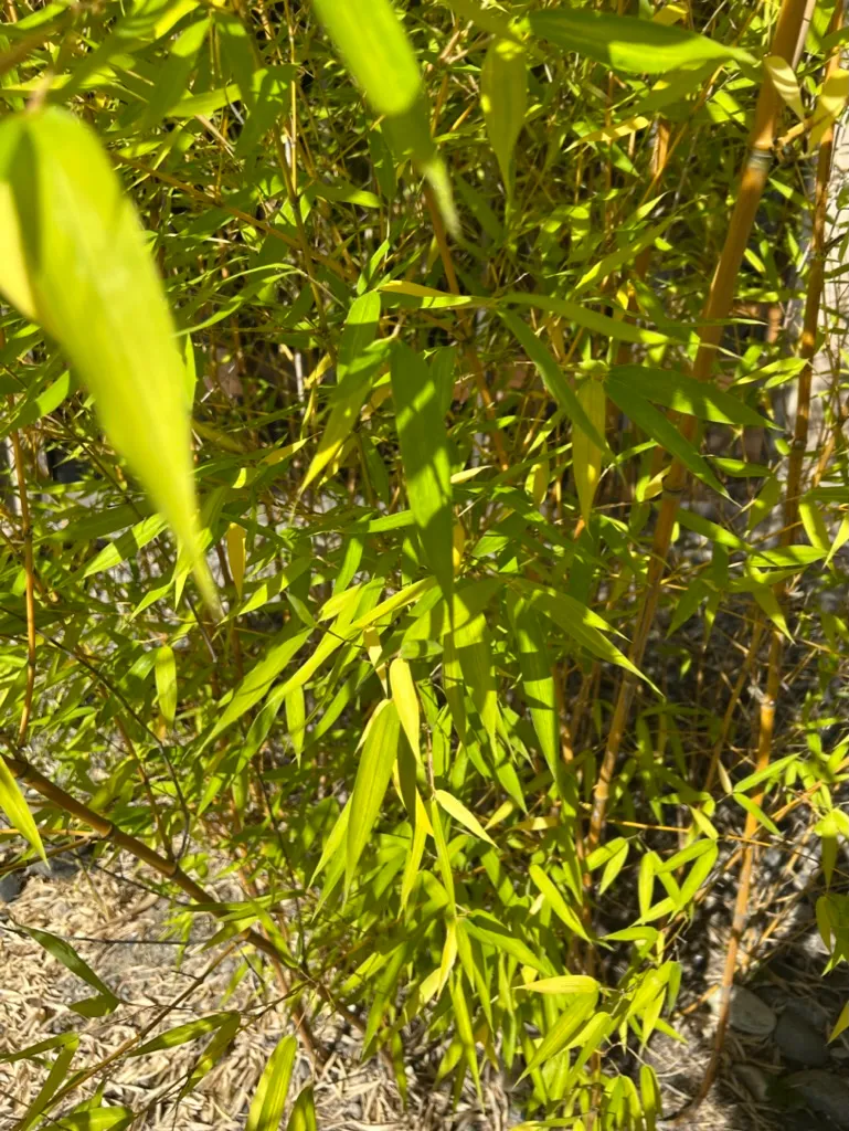 Phyllostachys aurea, golden bamboo
