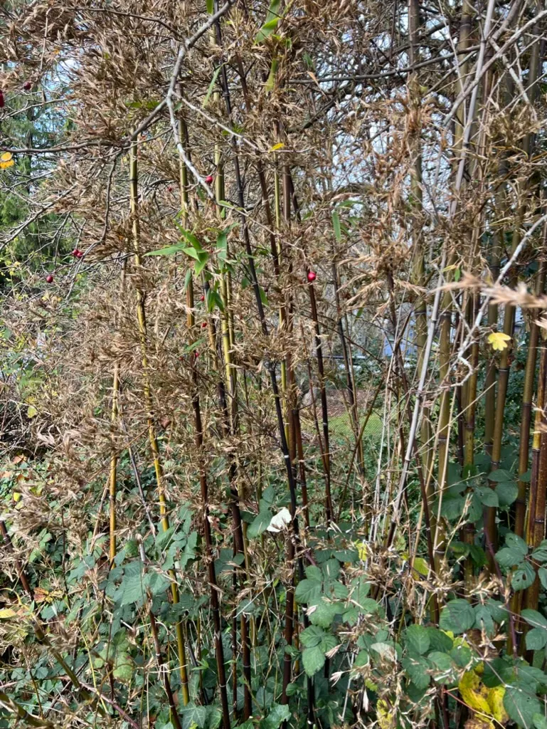 Phyllostachys nigra, black bamboo