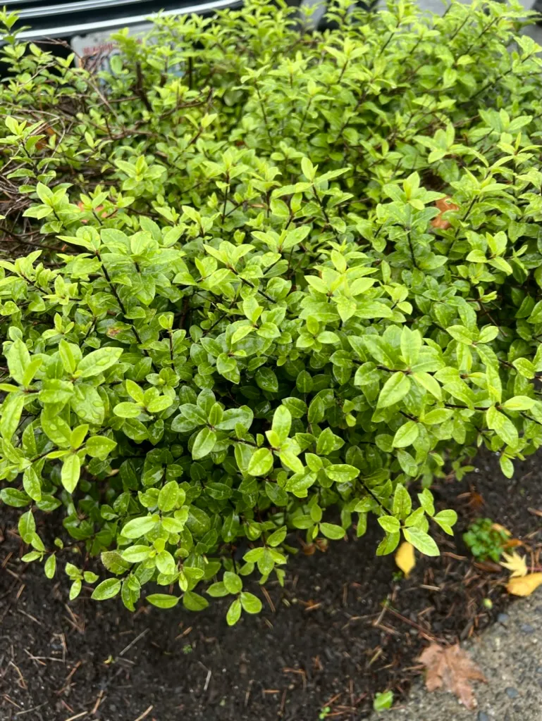Pittosporum tenuifolium, pittosporum tenuifolium