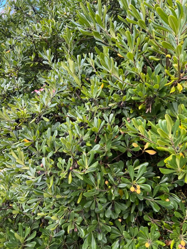 Pittosporum tobira, Japanese pittosporum