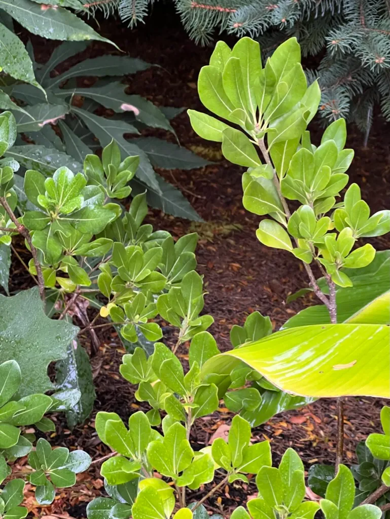 Pittosporum tobira, Japanese pittosporum