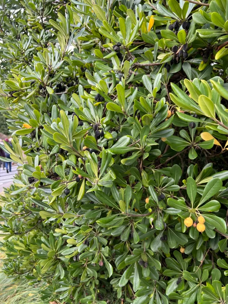 Pittosporum tobira, Japanese pittosporum