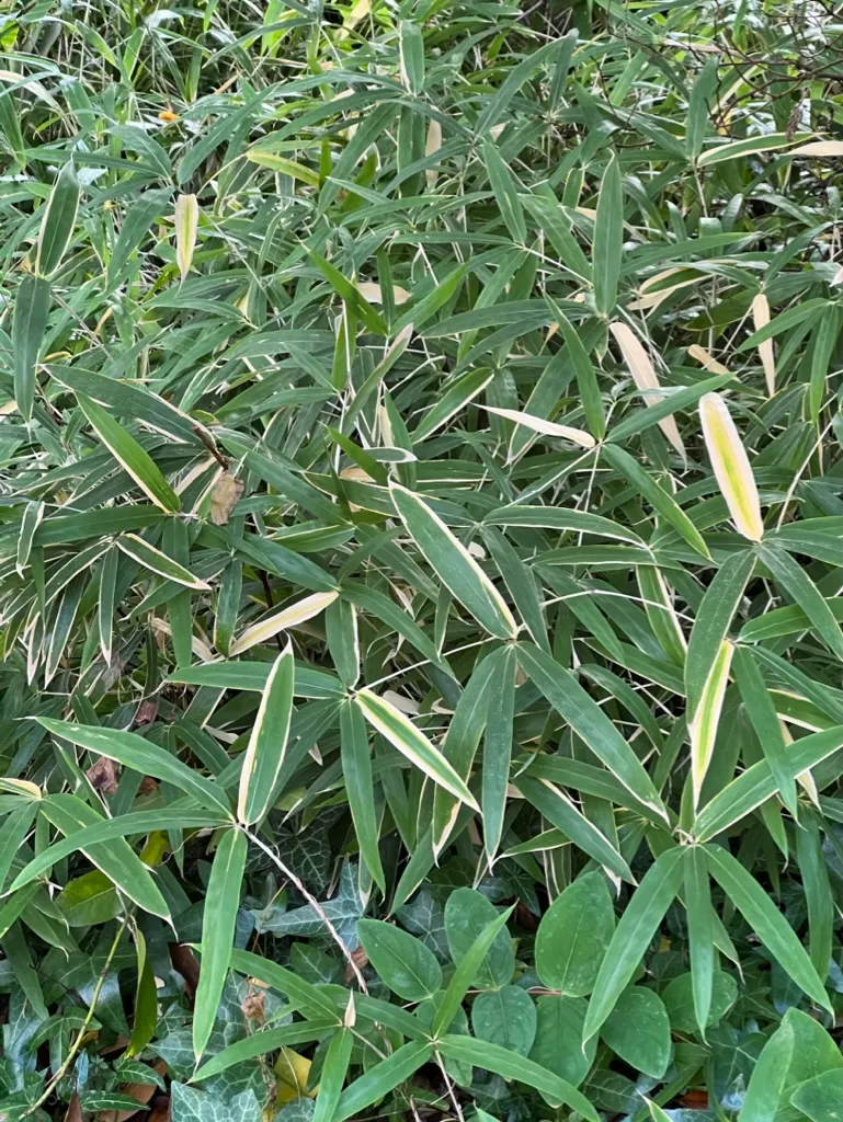 Pleioblastus pygmaeus, dwarf bamboo