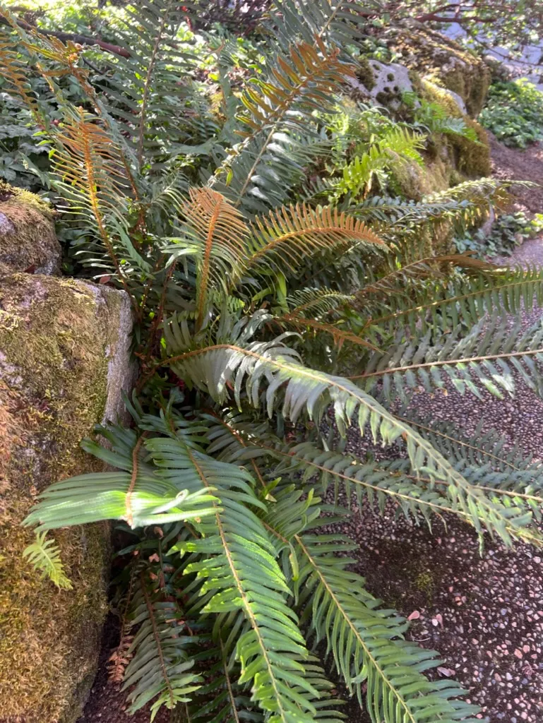 Polystichum munitum, Western sword fern