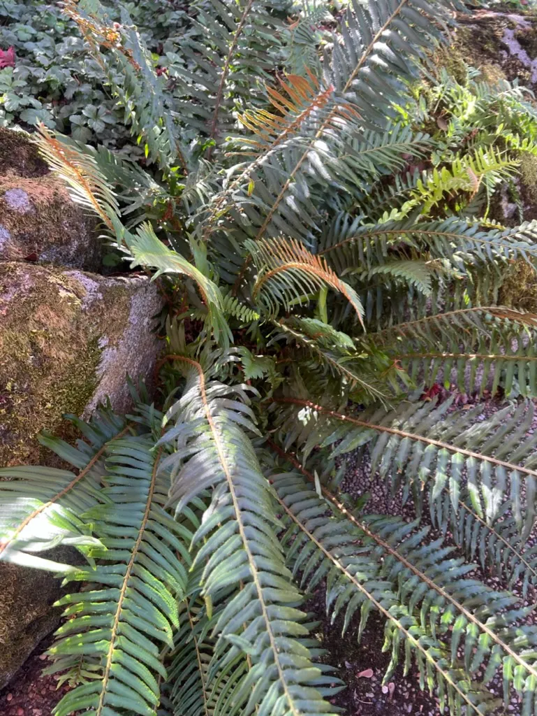 Polystichum munitum, Western sword fern