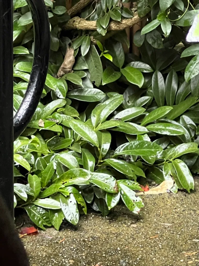 Prunus laurocerasus 'Mt. Vernon', Mt. Vernon laurel