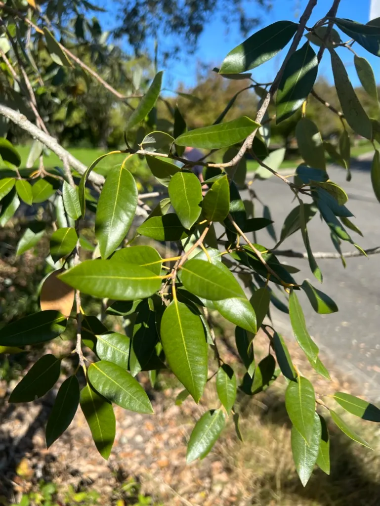 Quercus ilex, holly oak
