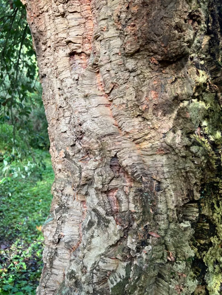Quercus suber, cork oak