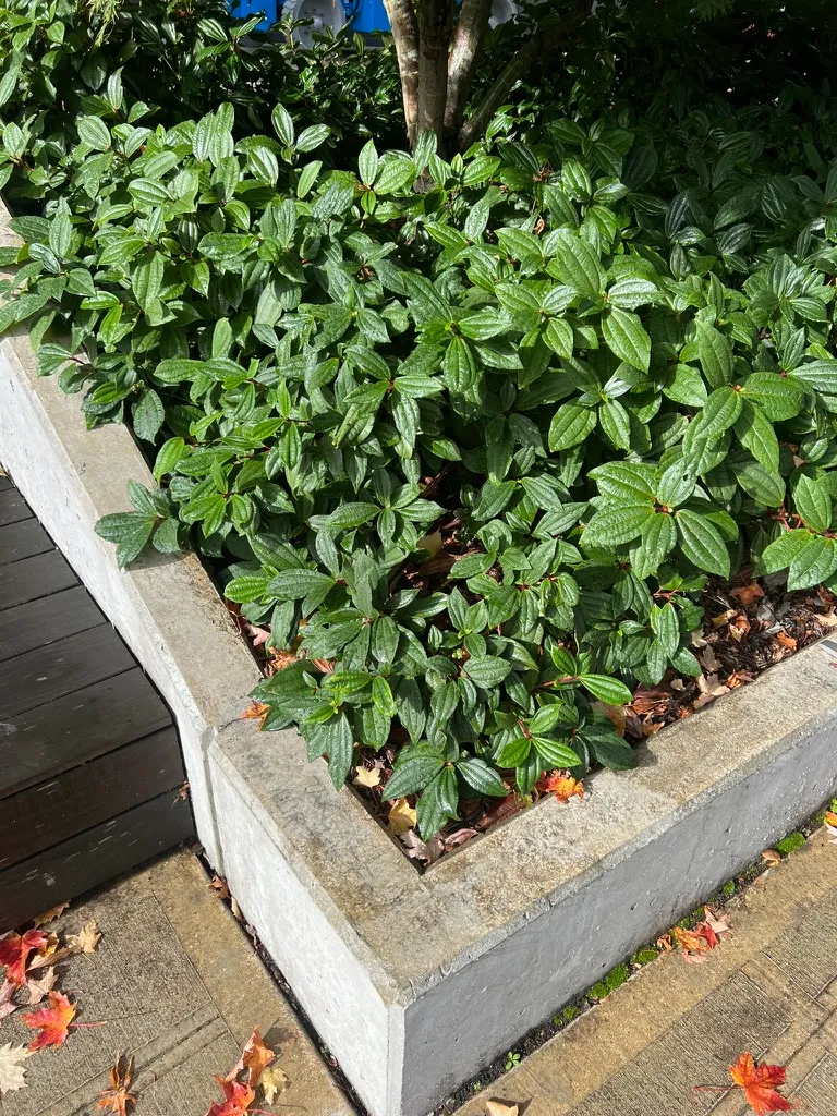 Viburnum davidii, David viburnum