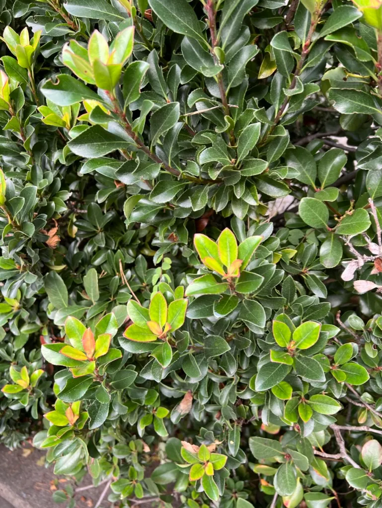 Rhaphiolepis umbellata 'Minor', rhaphiolepis