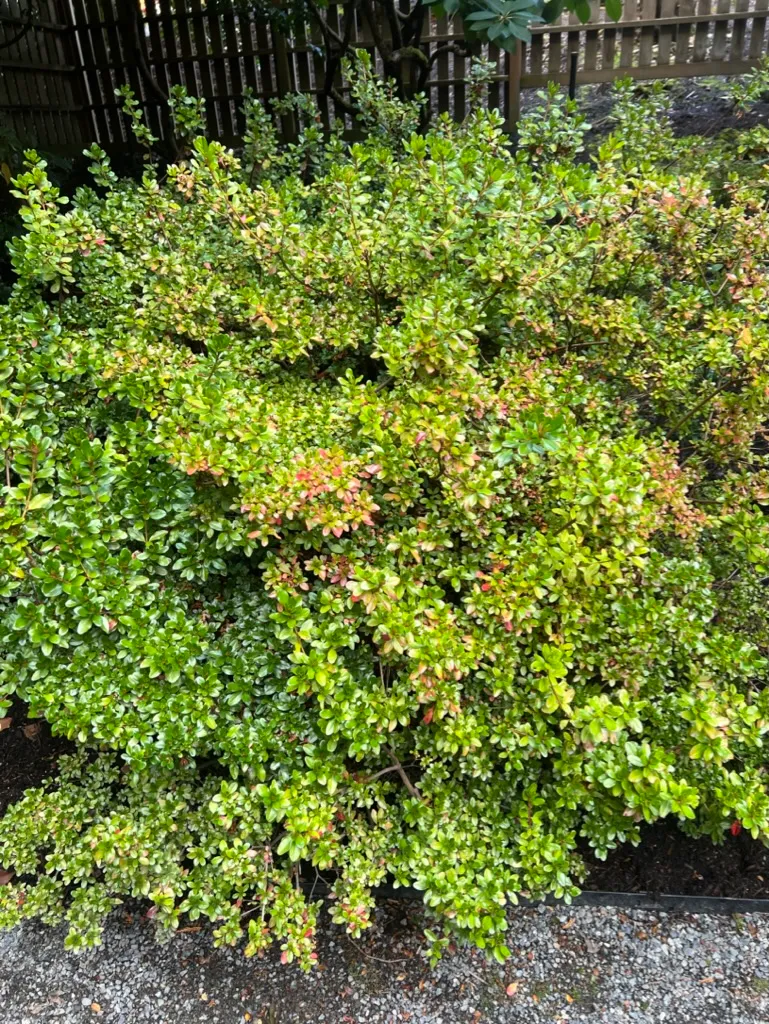 Rhododendron 'Hino-Crimson', Hino-Crimson Azalea