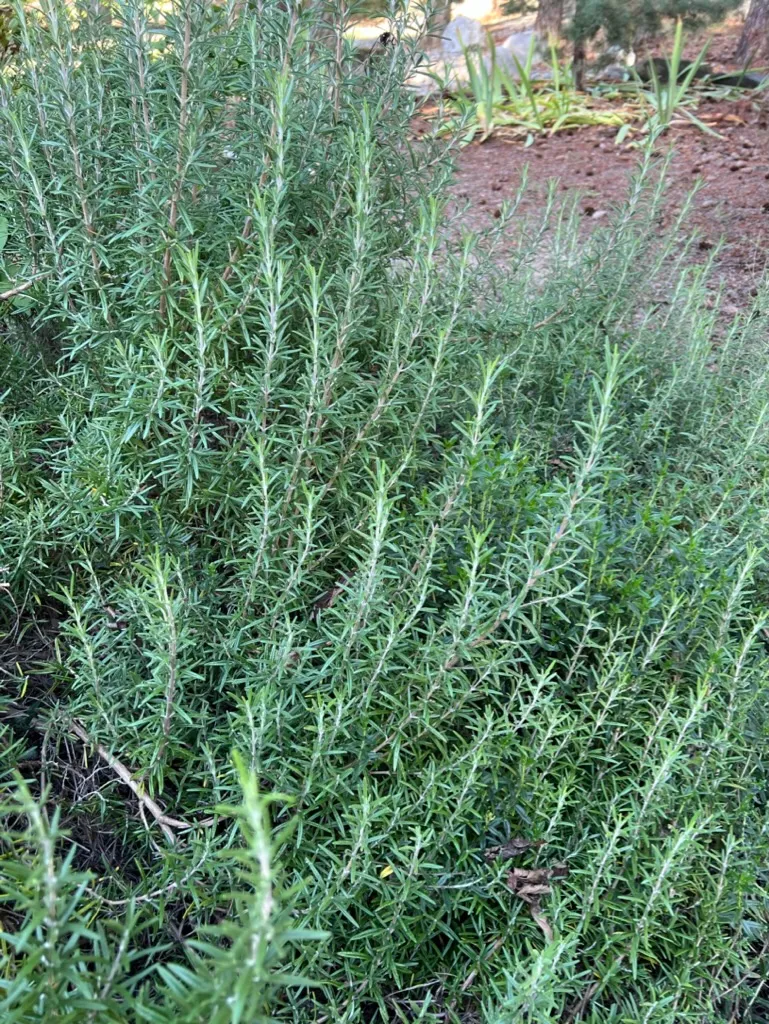 Salvia rosmarinus, rosemary