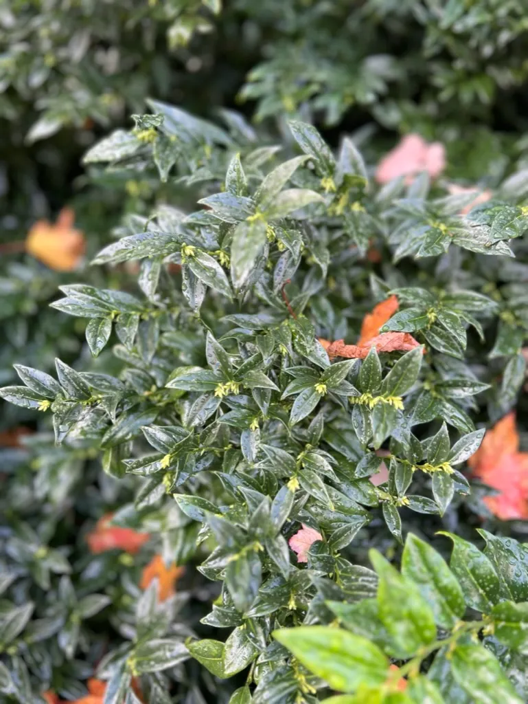 Sarcococca confusa, tall sarcococca