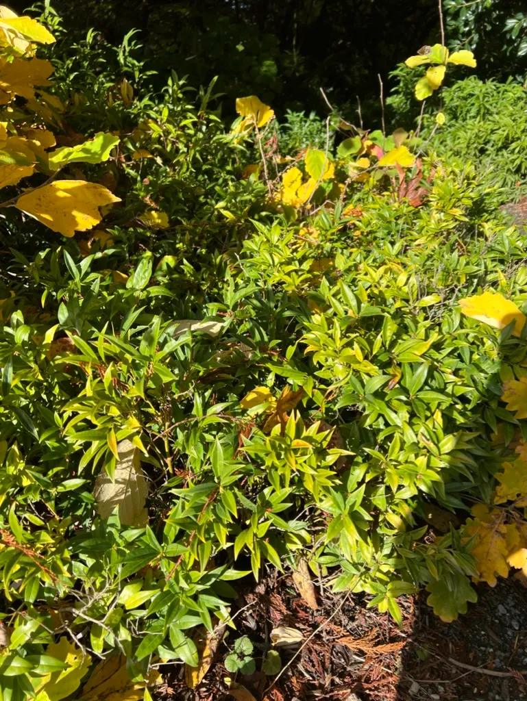 Sarcococca hookeriana var. humilis humilis, low sarcococca