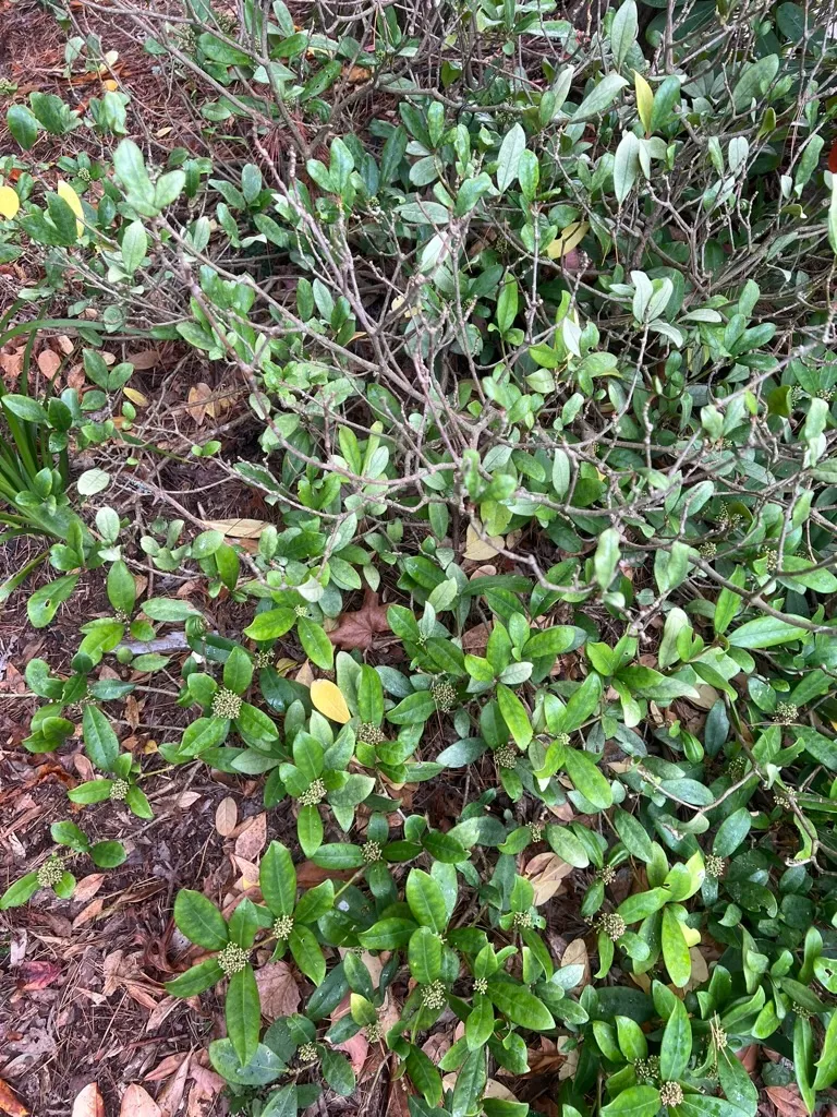Skimmia japonica, Japanese skimmia