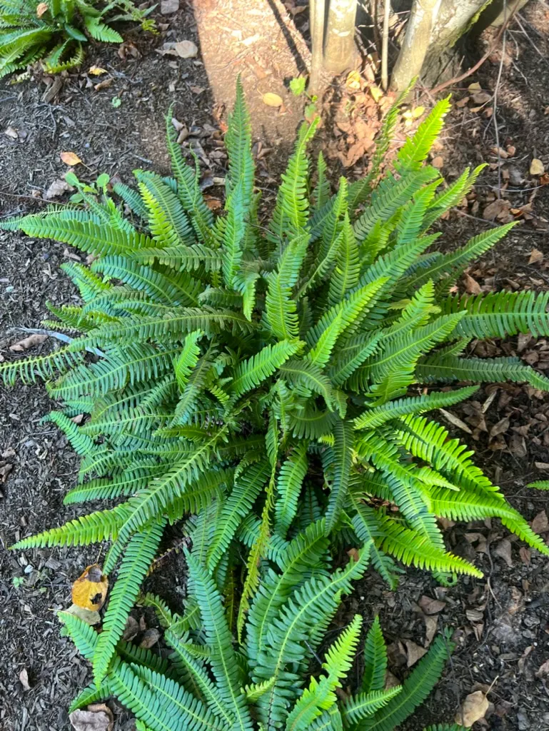 Struthiopteris spicant, deer fern
