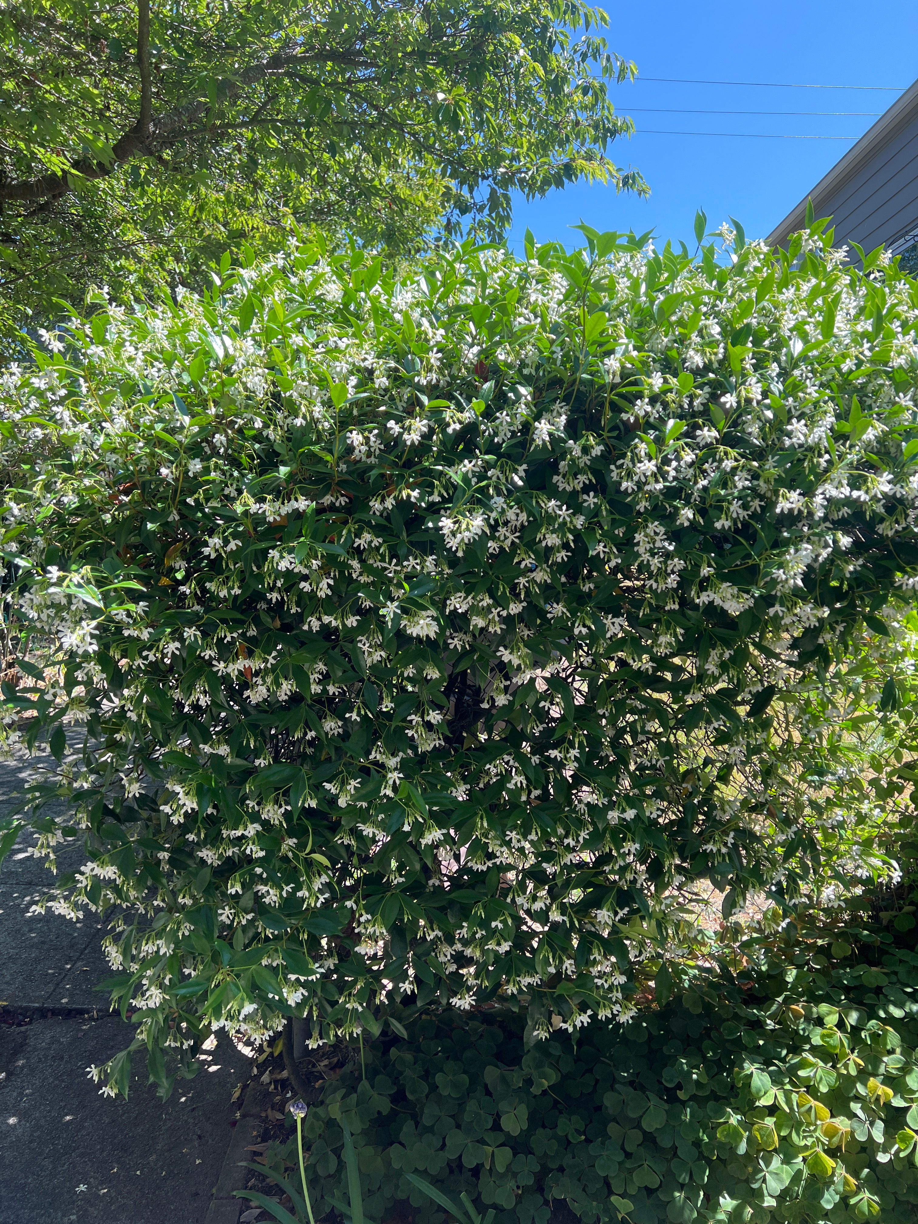 Trachelospermum jasminoides, star jasmine