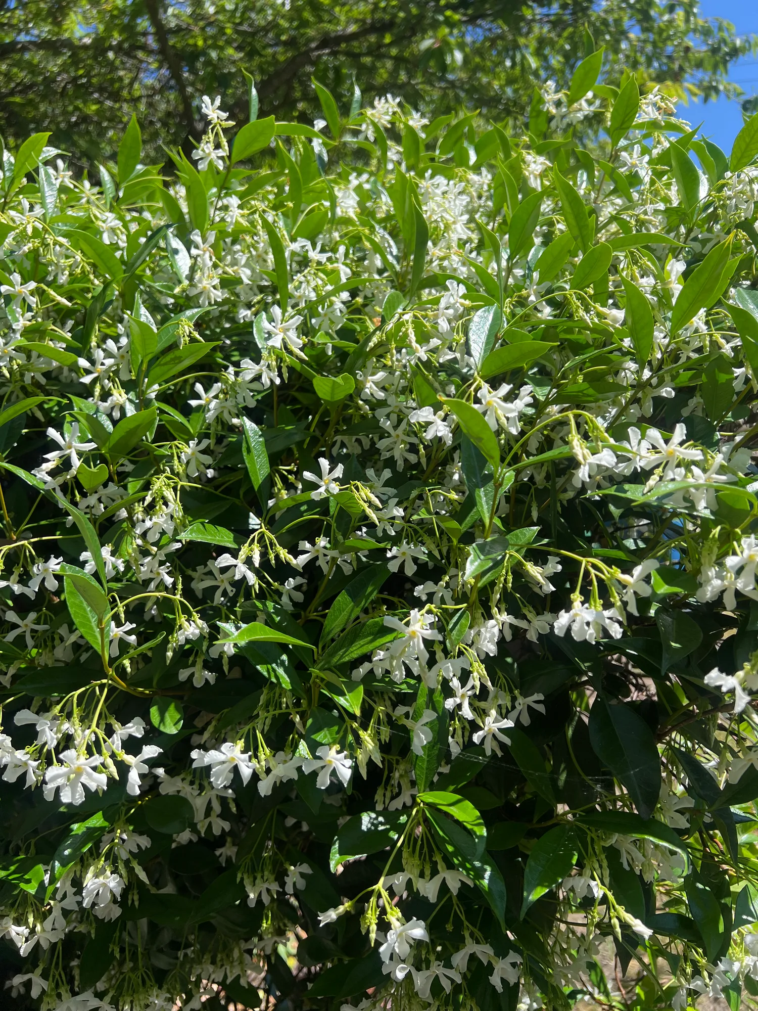 Trachelospermum jasminoides, star jasmine — climbing evergreen (Apocynaceae) (image 2 of 16)