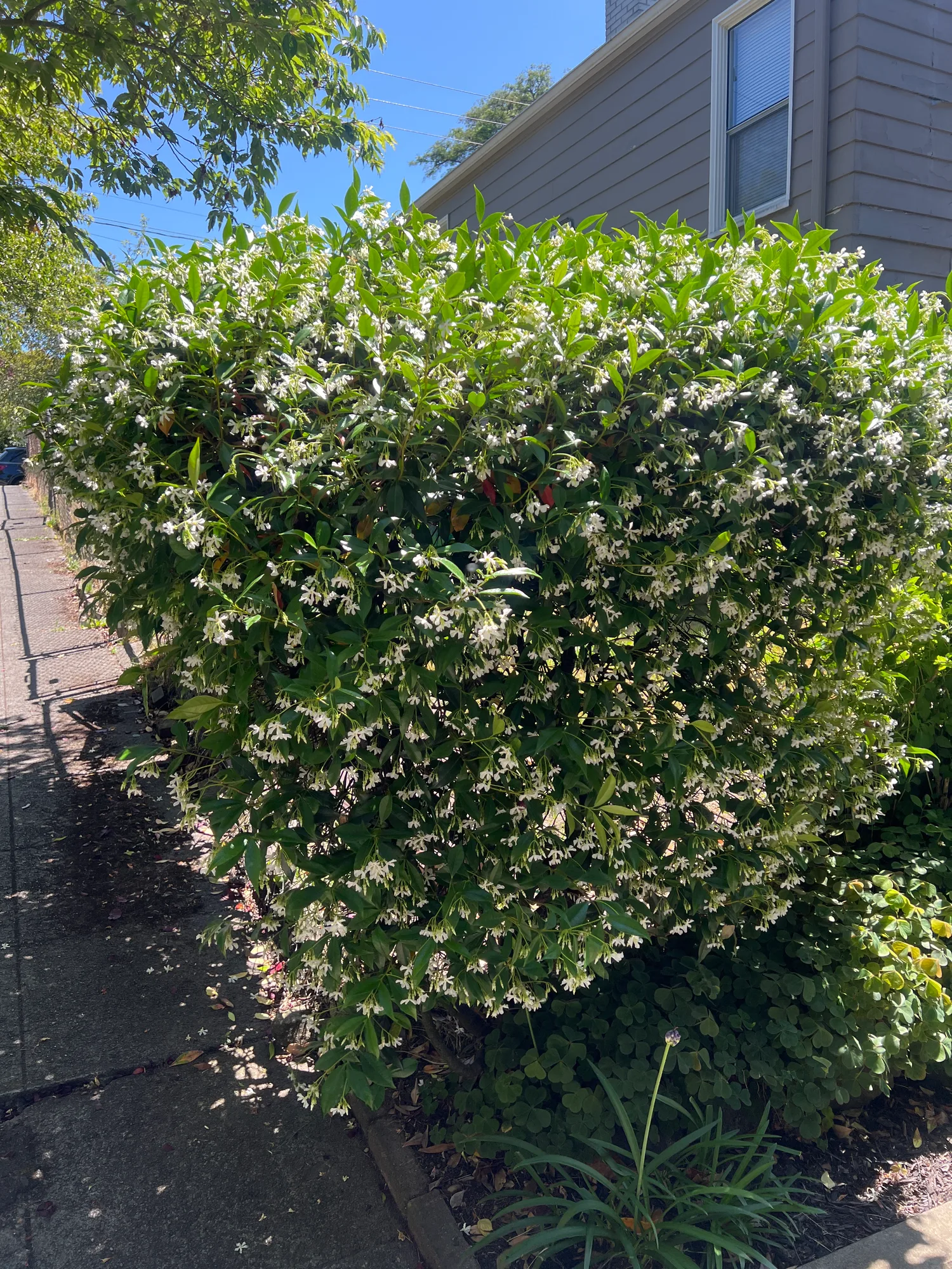 Trachelospermum jasminoides, star jasmine — climbing evergreen (Apocynaceae) (image 3 of 16)