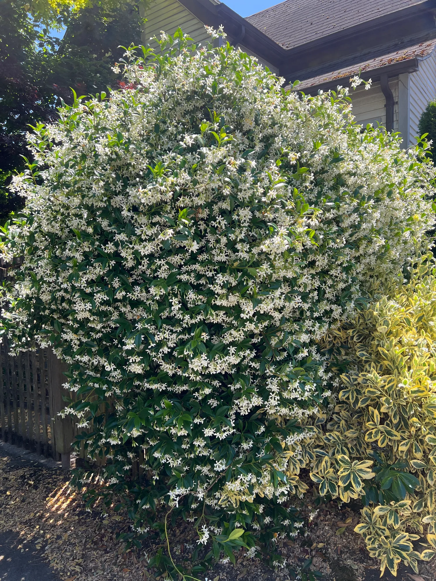 Trachelospermum jasminoides, star jasmine — climbing evergreen (Apocynaceae) (image 4 of 16)