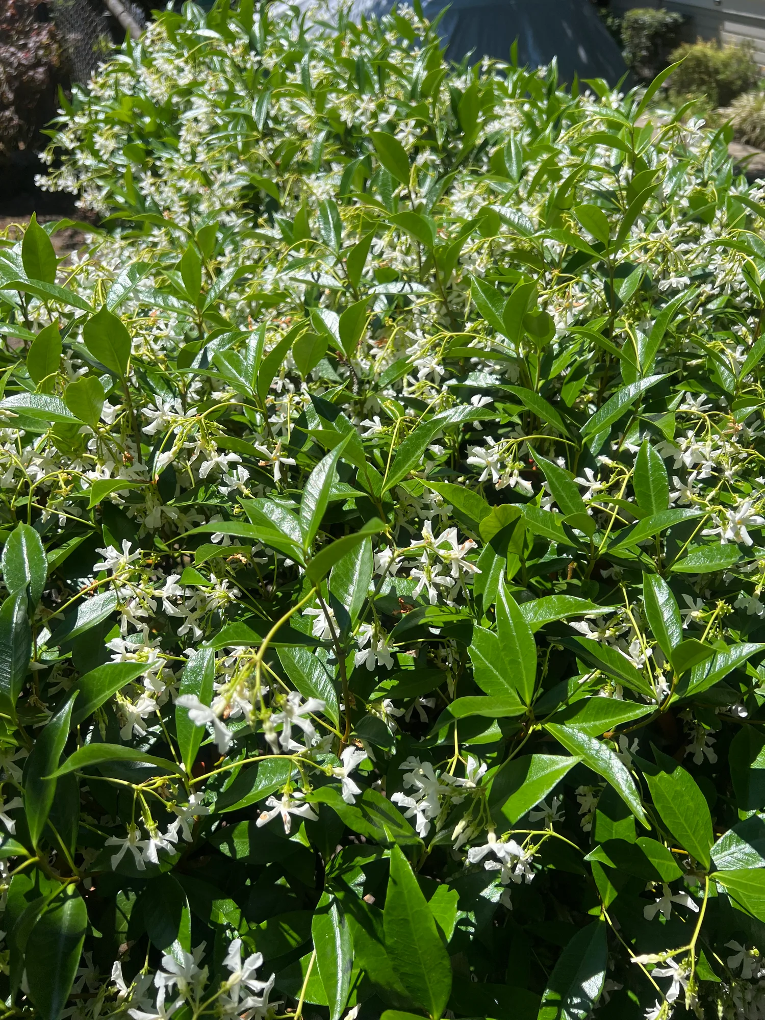 Trachelospermum jasminoides, star jasmine — climbing evergreen (Apocynaceae) (image 5 of 16)
