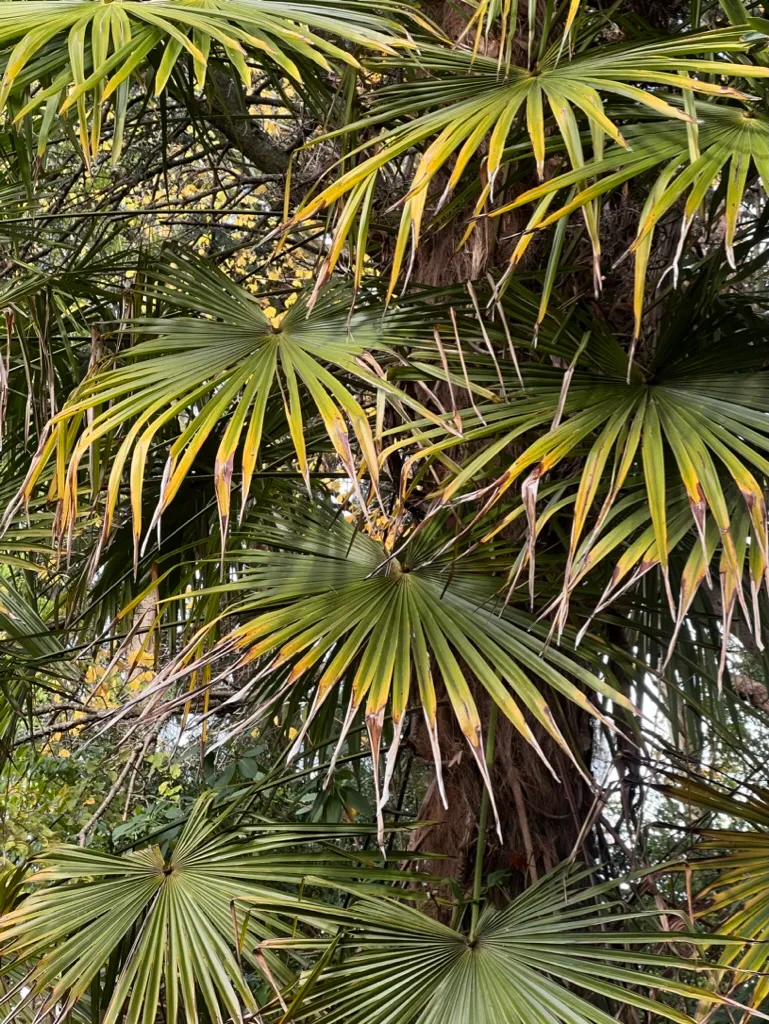 Trachycarpus fortunei, windmill palm