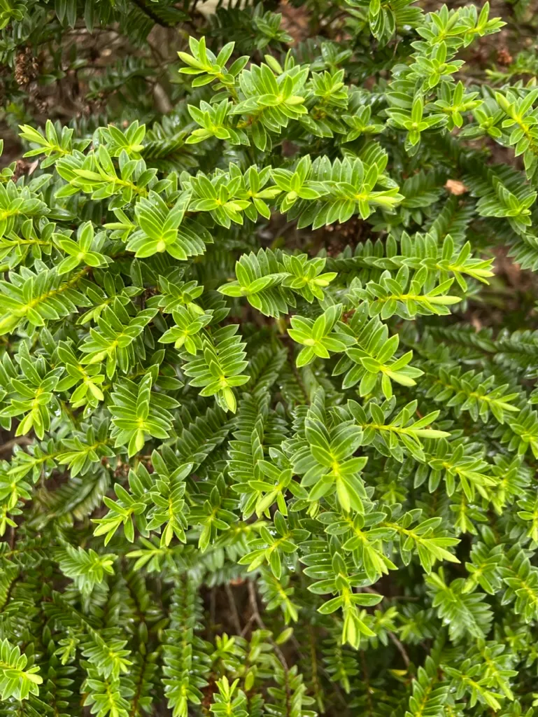 Veronica odora, boxleaf hebe