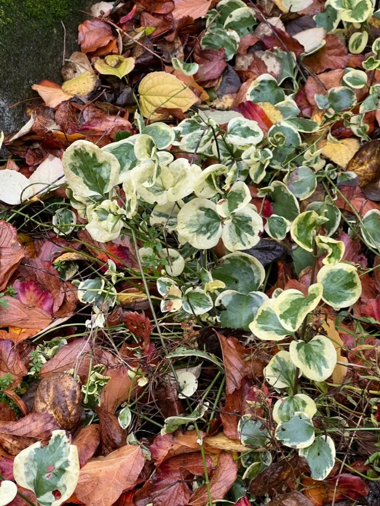 Vinca major 'Variegata', variegated vinca major